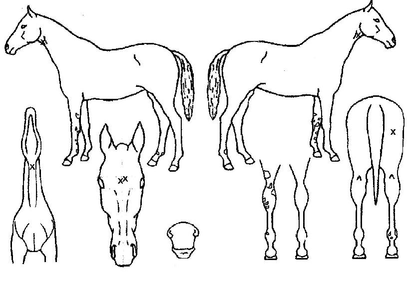 ���ܽ���Ʈ��Ʈ�� ����,���,�޸�,�λ�,�ٸ��� Ư¡����