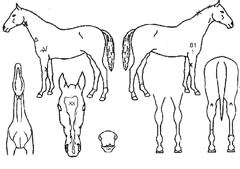 ��Ű�ڵ��� ����,���,�޸�,�λ�,�ٸ��� Ư¡����