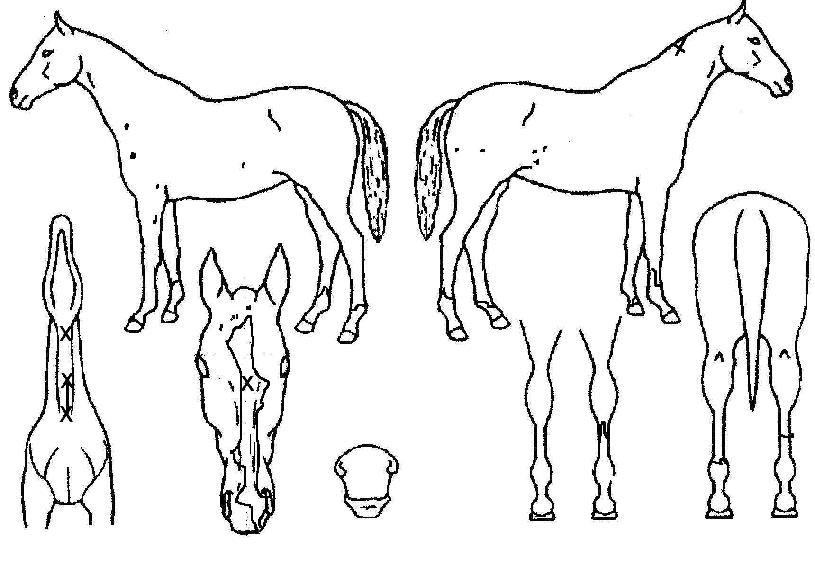 Ç÷θ®´Ù»è½ºÀÇ Ãø¸é,¿ì¸é,µÞ¸é,µÎ»ó,´Ù¸®ÀÇ Æ¯Â¡µµÇØ