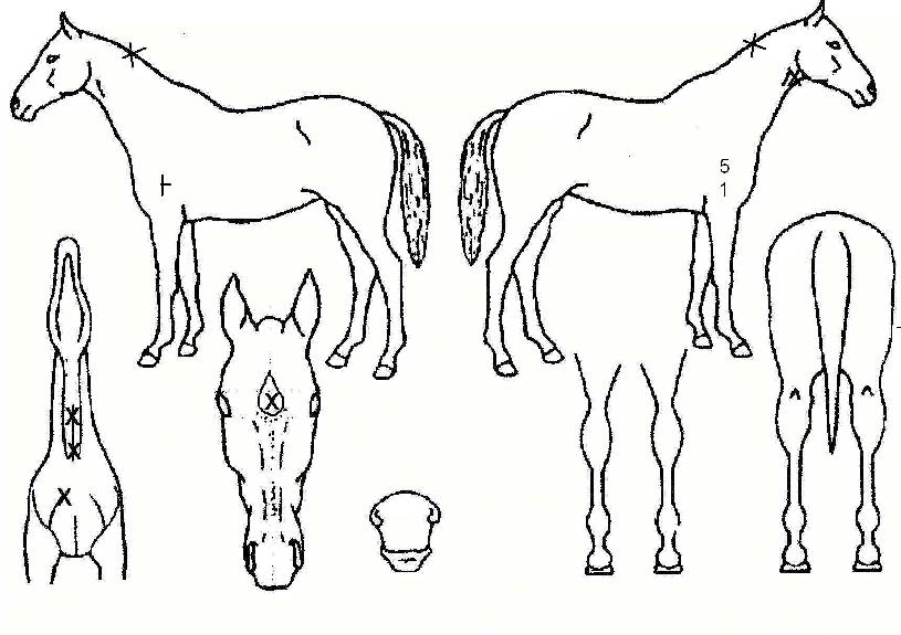 �ڵ�Ŀ������ ����,���,�޸�,�λ�,�ٸ��� Ư¡����