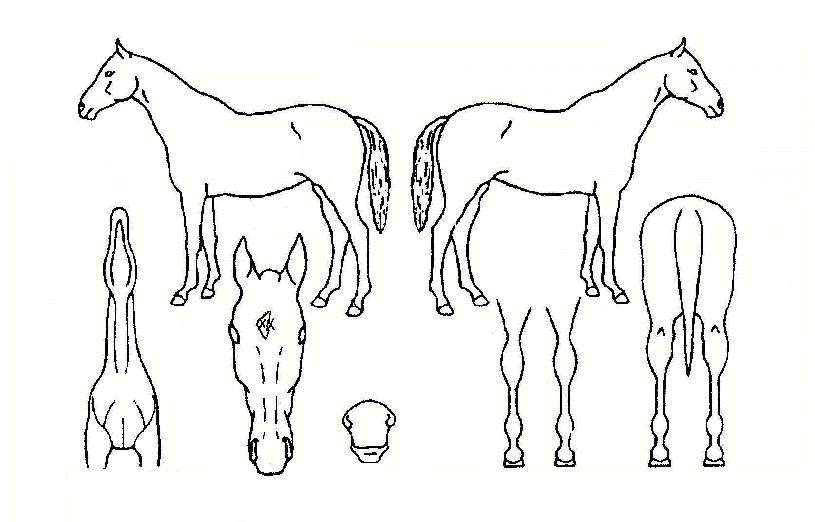 ³²¹æ°øÁÖÀÇ Ãø¸é,¿ì¸é,µÞ¸é,µÎ»ó,´Ù¸®ÀÇ Æ¯Â¡µµÇØ