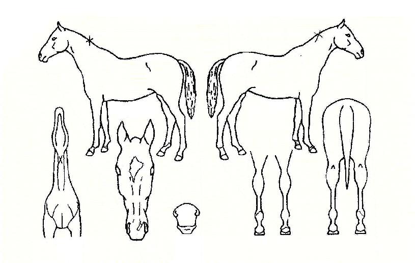 ½ÂõÁö¼öÀÇ Ãø¸é,¿ì¸é,µÞ¸é,µÎ»ó,´Ù¸®ÀÇ Æ¯Â¡µµÇØ