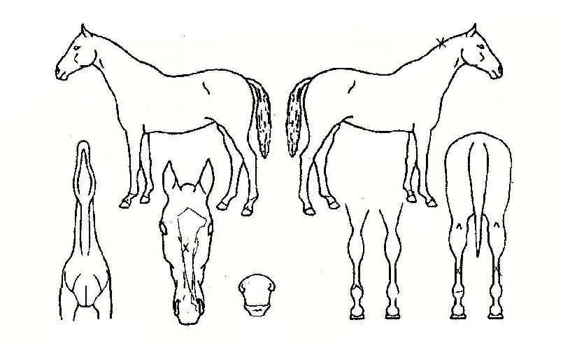 ÆÄõºñ»óÀÇ Ãø¸é,¿ì¸é,µÞ¸é,µÎ»ó,´Ù¸®ÀÇ Æ¯Â¡µµÇØ