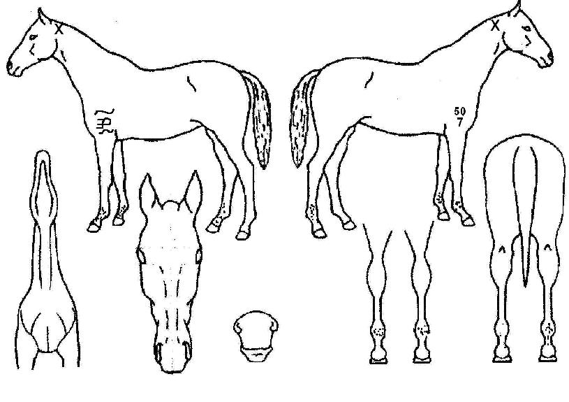 ���ֺ��� ����,���,�޸�,�λ�,�ٸ��� Ư¡����