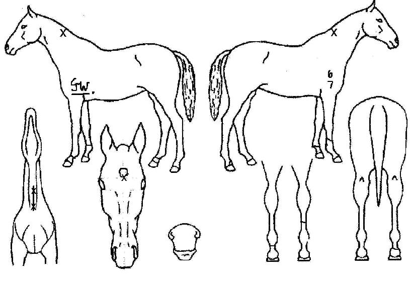 �����ְ��� ����,���,�޸�,�λ�,�ٸ��� Ư¡����