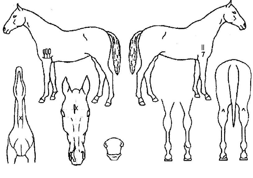ÃÖ°íÀDZâ»ÝÀÇ Ãø¸é,¿ì¸é,µÞ¸é,µÎ»ó,´Ù¸®ÀÇ Æ¯Â¡µµÇØ