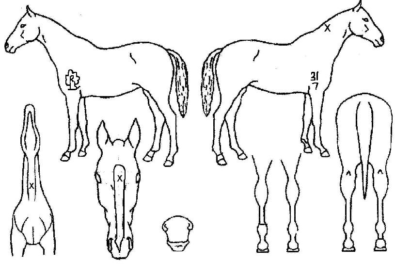 �ε帲�� ����,���,�޸�,�λ�,�ٸ��� Ư¡����