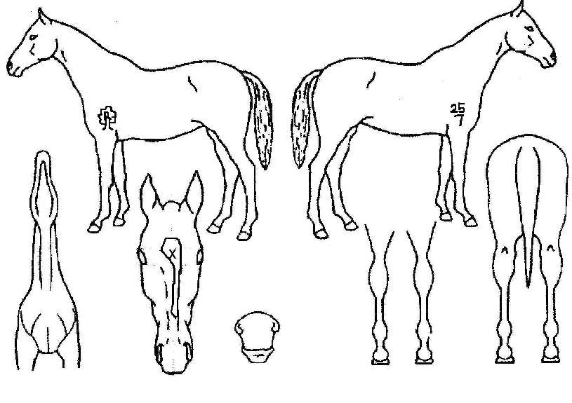 �ΰ濡�̽��� ����,���,�޸�,�λ�,�ٸ��� Ư¡����