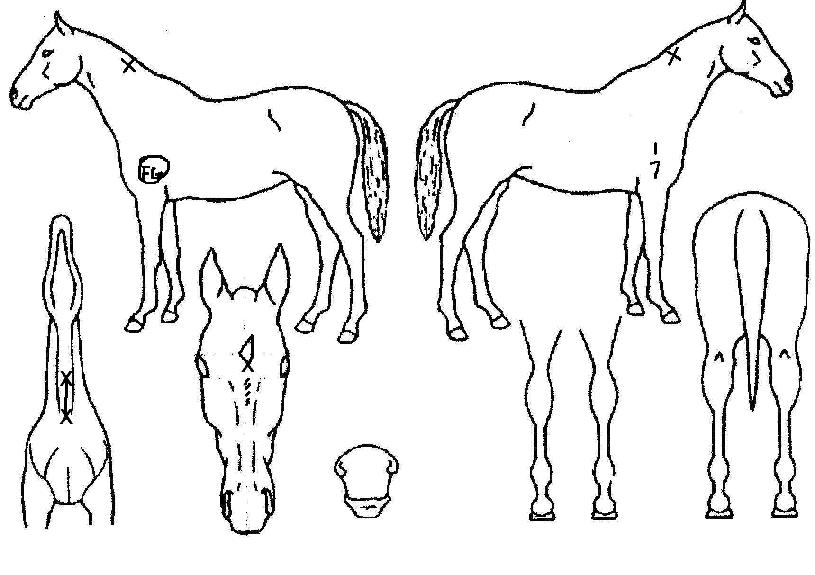 ������ ����,���,�޸�,�λ�,�ٸ��� Ư¡����