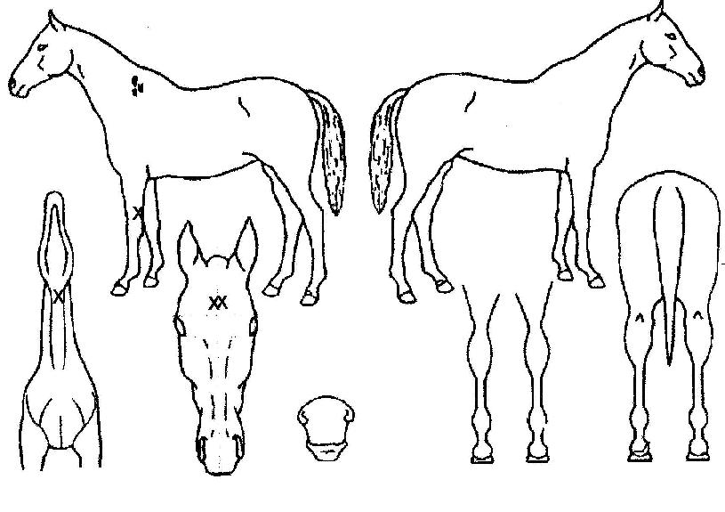 Ʈ�������� ����,���,�޸�,�λ�,�ٸ��� Ư¡����