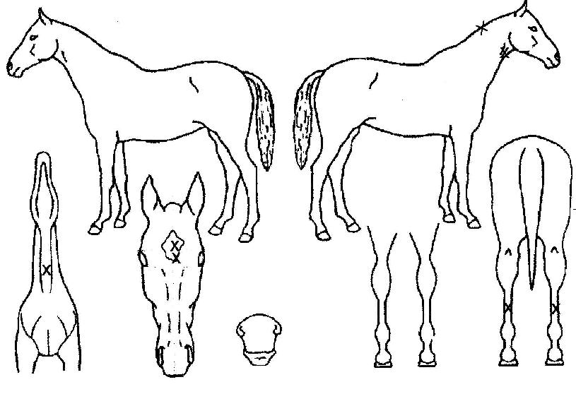 ÀÎÅÍóºíÀÇ Ãø¸é,¿ì¸é,µÞ¸é,µÎ»ó,´Ù¸®ÀÇ Æ¯Â¡µµÇØ