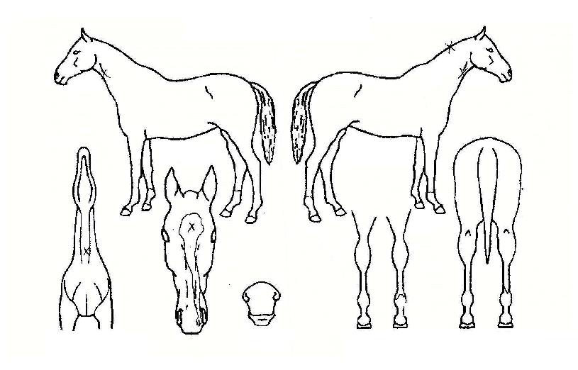 ���Ư���� ����,���,�޸�,�λ�,�ٸ��� Ư¡����