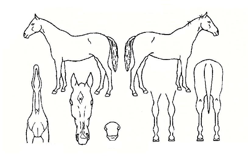 �ο��κ��� ����,���,�޸�,�λ�,�ٸ��� Ư¡����