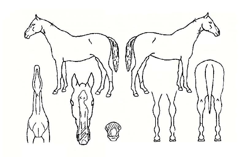 �θ������� ����,���,�޸�,�λ�,�ٸ��� Ư¡����