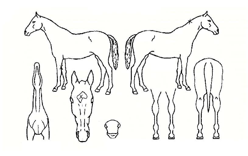 �ְ�õ���� ����,���,�޸�,�λ�,�ٸ��� Ư¡����