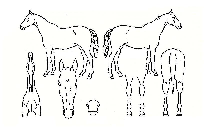 ¿ø´õÇ®¹ÍŰÀÚ¸¶ÀÇ Ãø¸é,¿ì¸é,µÞ¸é,µÎ»ó,´Ù¸®ÀÇ Æ¯Â¡µµÇØ