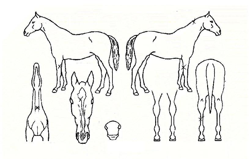 ÃÖ°í¿©½ÅÀÇ Ãø¸é,¿ì¸é,µÞ¸é,µÎ»ó,´Ù¸®ÀÇ Æ¯Â¡µµÇØ