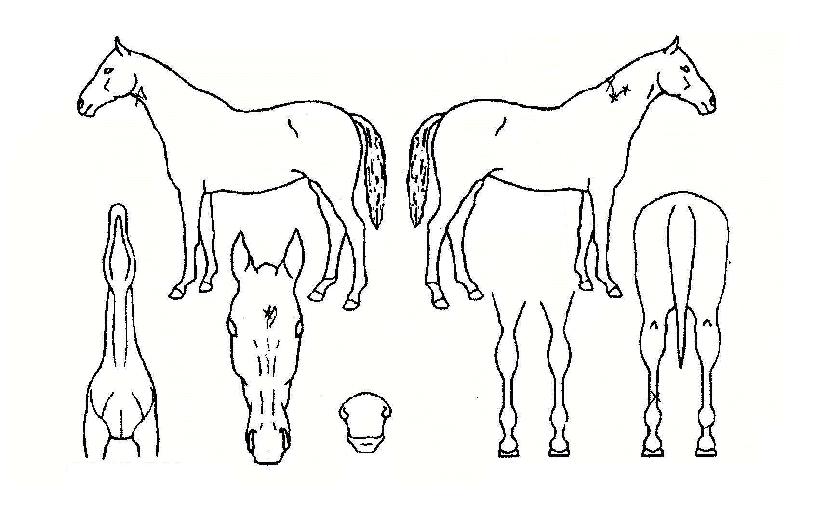 ¹«ÆÐÇàÁøÀÇ Ãø¸é,¿ì¸é,µÞ¸é,µÎ»ó,´Ù¸®ÀÇ Æ¯Â¡µµÇØ