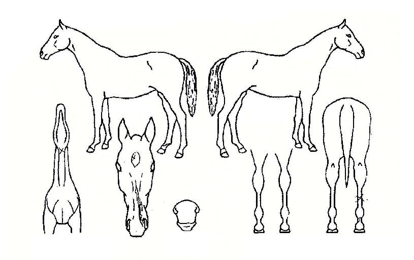 ������� ����,���,�޸�,�λ�,�ٸ��� Ư¡����