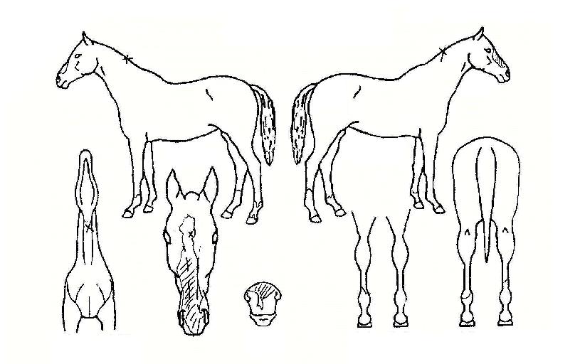 ��������� ����,���,�޸�,�λ�,�ٸ��� Ư¡����