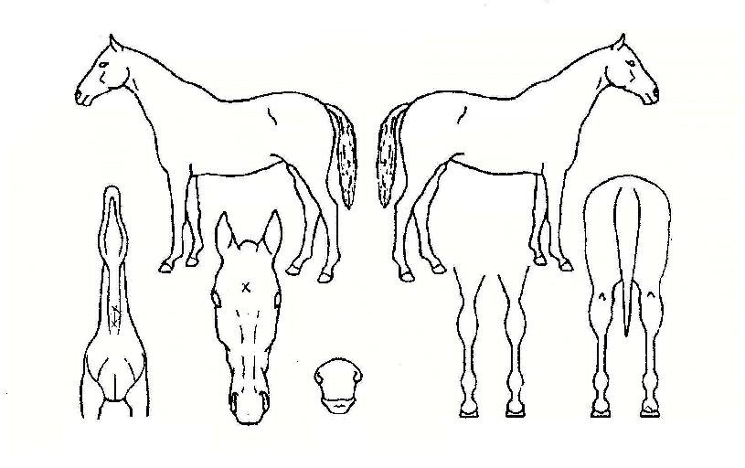 �ƽ�īȣũ�� ����,���,�޸�,�λ�,�ٸ��� Ư¡����