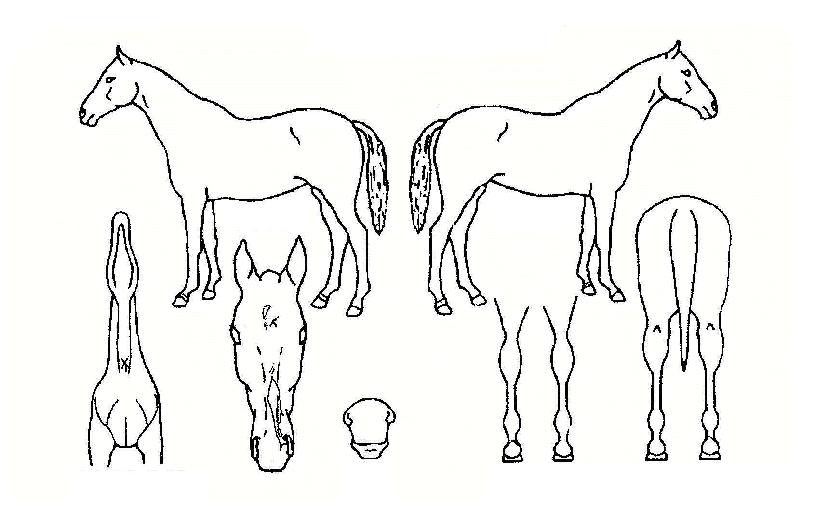 ���뱹�� ����,���,�޸�,�λ�,�ٸ��� Ư¡����