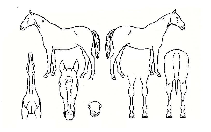 õ����ǳ�� ����,���,�޸�,�λ�,�ٸ��� Ư¡����