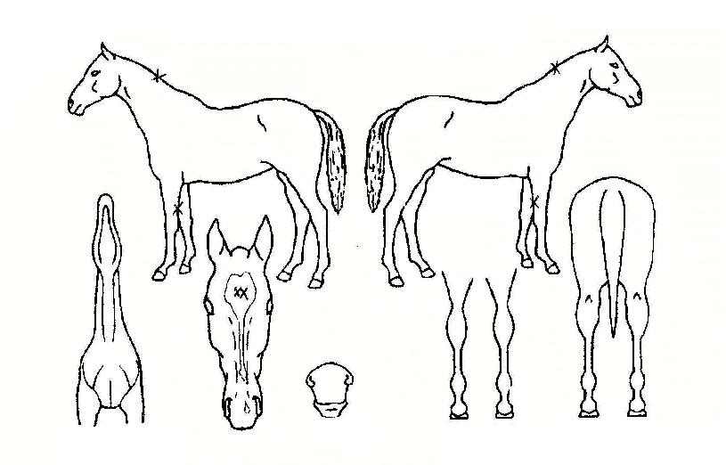 ¸·°¹èƲÀÇ Ãø¸é,¿ì¸é,µÞ¸é,µÎ»ó,´Ù¸®ÀÇ Æ¯Â¡µµÇØ