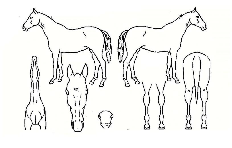 ���ȴ���� ����,���,�޸�,�λ�,�ٸ��� Ư¡����