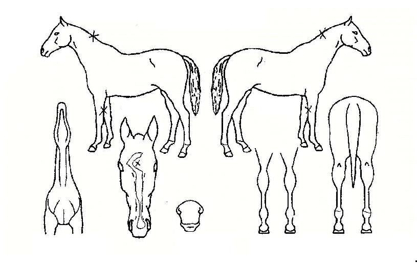 ��ȣ�� ����,���,�޸�,�λ�,�ٸ��� Ư¡����