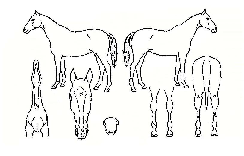 ����Ǯ������ ����,���,�޸�,�λ�,�ٸ��� Ư¡����