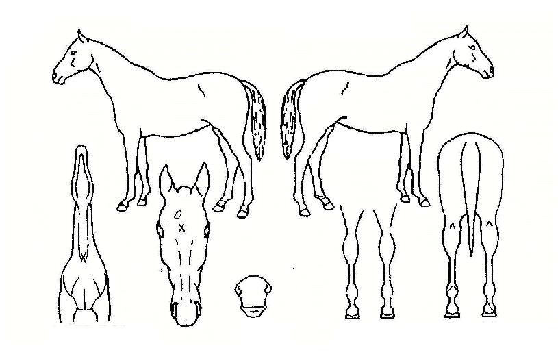 ¹Ì´ãÀÇ Ãø¸é,¿ì¸é,µÞ¸é,µÎ»ó,´Ù¸®ÀÇ Æ¯Â¡µµÇØ