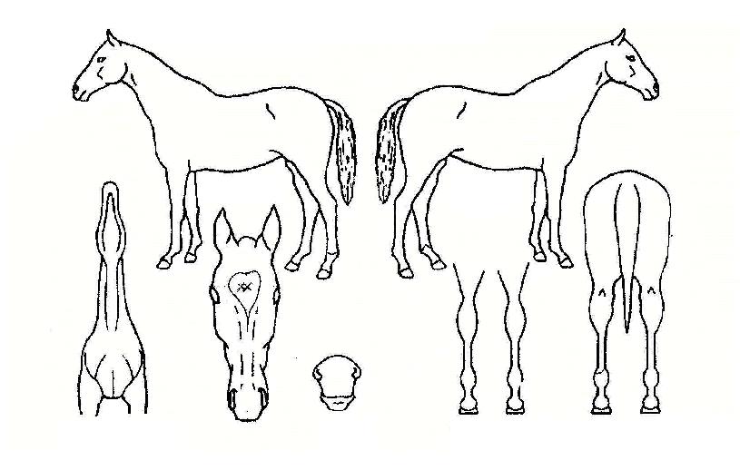 À¯·ÎÅ·ÀÇ Ãø¸é,¿ì¸é,µÞ¸é,µÎ»ó,´Ù¸®ÀÇ Æ¯Â¡µµÇØ