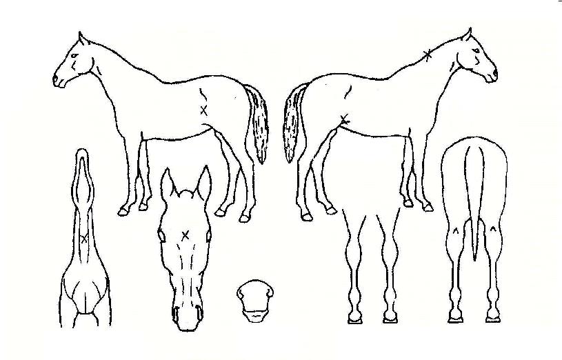 »ç¸£Ä«ÀÇ Ãø¸é,¿ì¸é,µÞ¸é,µÎ»ó,´Ù¸®ÀÇ Æ¯Â¡µµÇØ