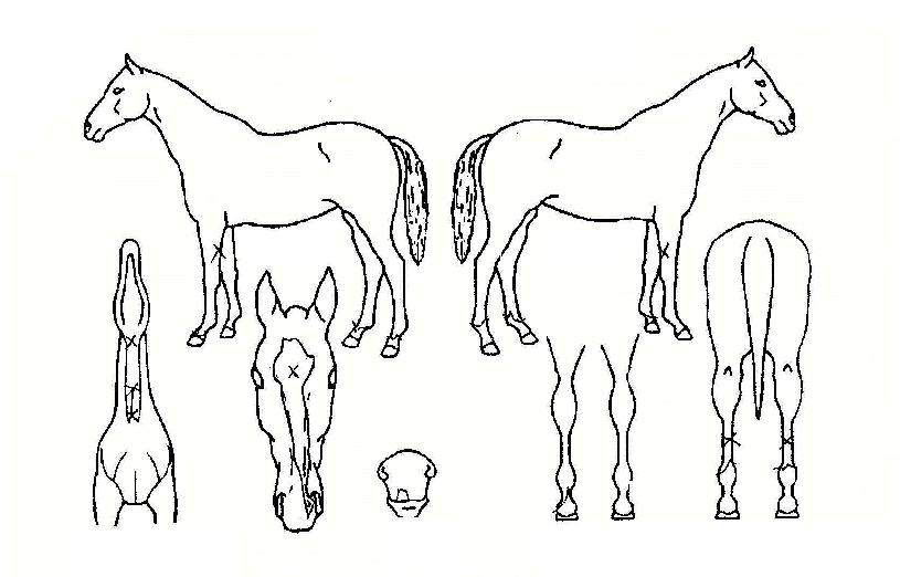 ���������� ����,���,�޸�,�λ�,�ٸ��� Ư¡����