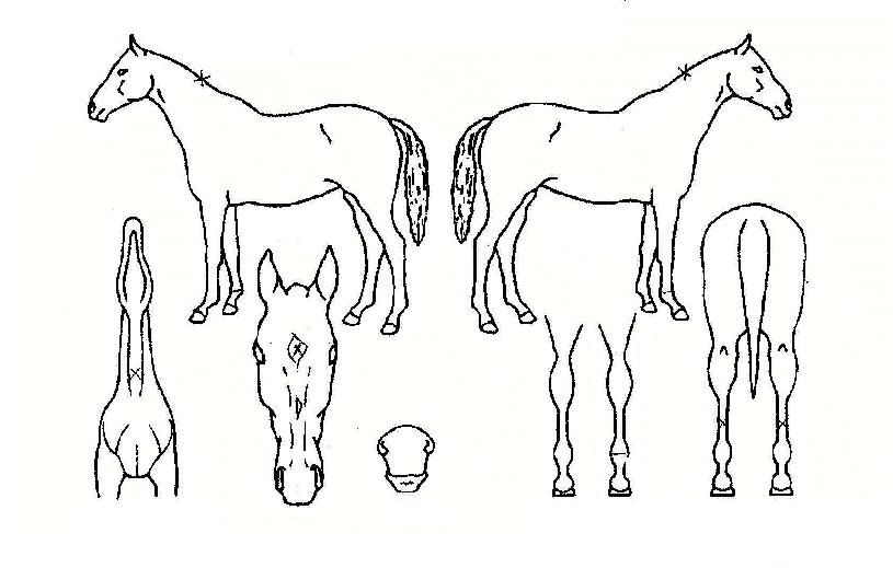 ´í½Ì´©·¹ÀÇ Ãø¸é,¿ì¸é,µÞ¸é,µÎ»ó,´Ù¸®ÀÇ Æ¯Â¡µµÇØ