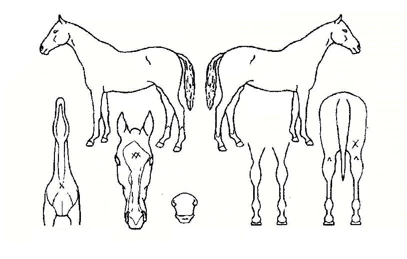 ÇØÇÇÇʵåÀÇ Ãø¸é,¿ì¸é,µÞ¸é,µÎ»ó,´Ù¸®ÀÇ Æ¯Â¡µµÇØ