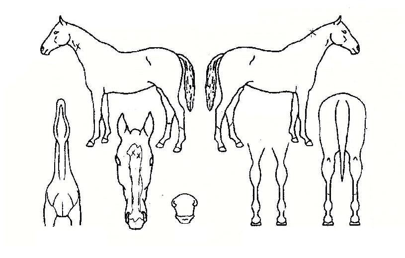 ¿ìÁÖ·ÎÄÏÀÇ Ãø¸é,¿ì¸é,µÞ¸é,µÎ»ó,´Ù¸®ÀÇ Æ¯Â¡µµÇØ