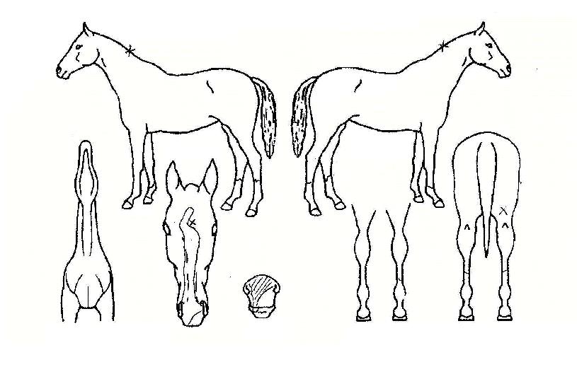 ½ÅºñÀα׶õÀÇ Ãø¸é,¿ì¸é,µÞ¸é,µÎ»ó,´Ù¸®ÀÇ Æ¯Â¡µµÇØ