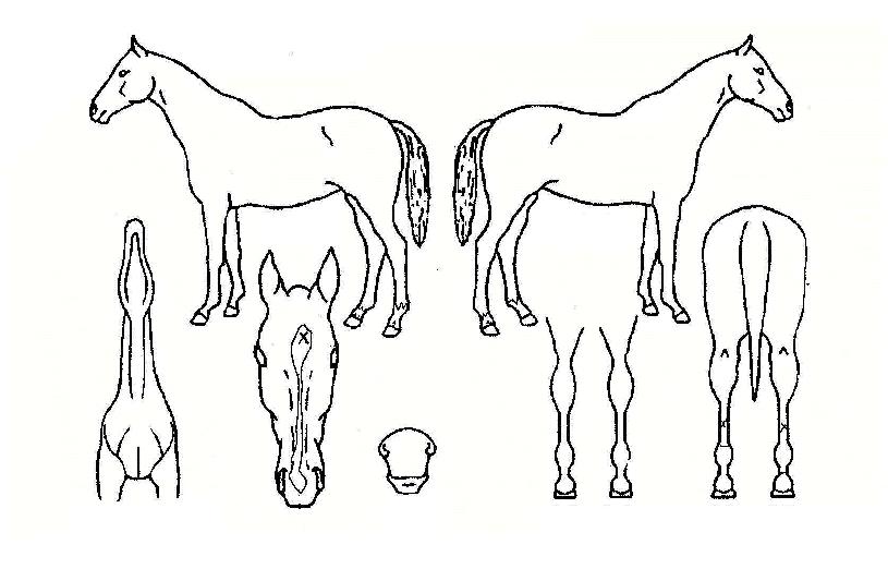 �α׶���Ű�� ����,���,�޸�,�λ�,�ٸ��� Ư¡����