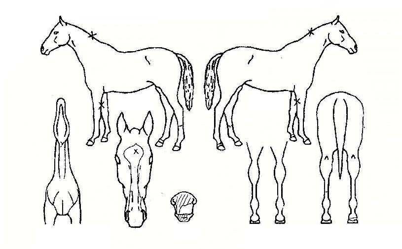 ¸Þ¸®Àα׶õÀÇ Ãø¸é,¿ì¸é,µÞ¸é,µÎ»ó,´Ù¸®ÀÇ Æ¯Â¡µµÇØ