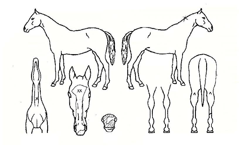 �����Ĵ����� ����,���,�޸�,�λ�,�ٸ��� Ư¡����