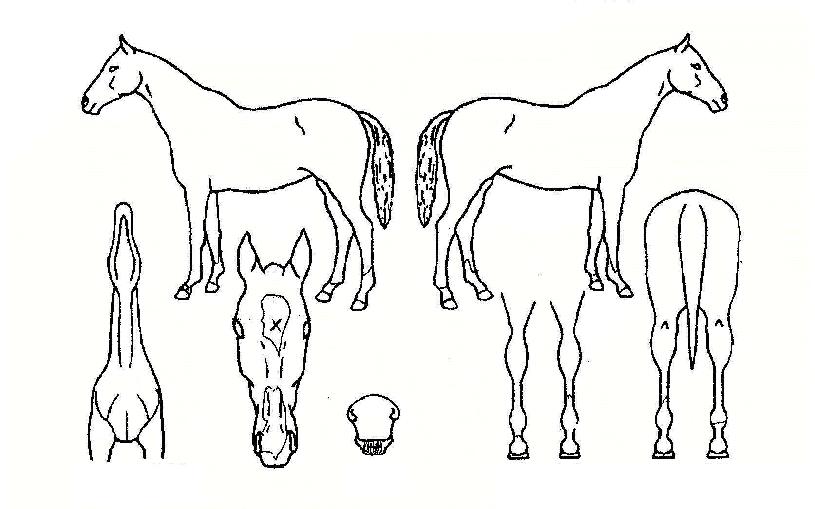 ���Ͻ����� ����,���,�޸�,�λ�,�ٸ��� Ư¡����