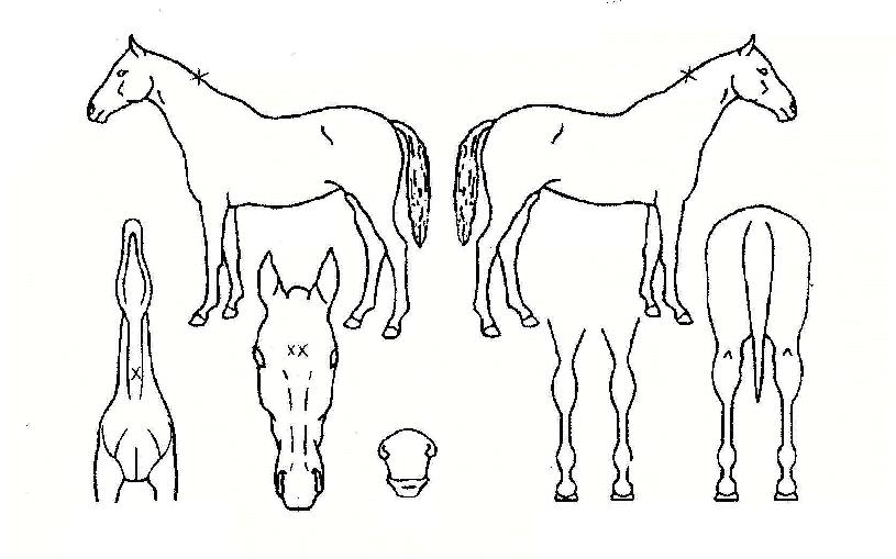 ¸Æ½ººñ¾îÀÇ Ãø¸é,¿ì¸é,µÞ¸é,µÎ»ó,´Ù¸®ÀÇ Æ¯Â¡µµÇØ