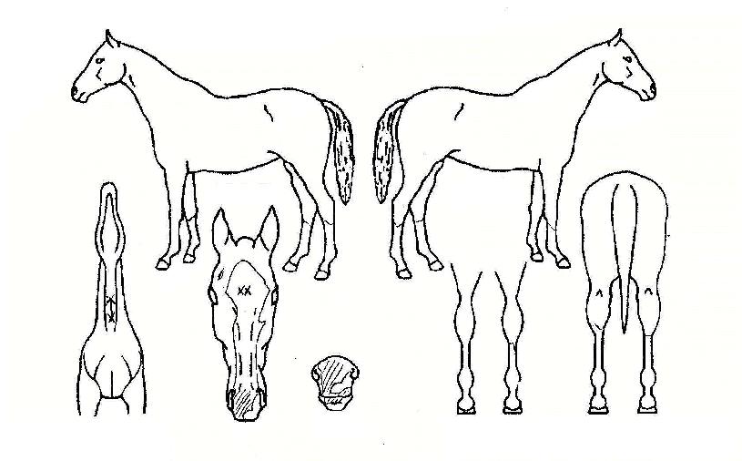 ������ ����,���,�޸�,�λ�,�ٸ��� Ư¡����