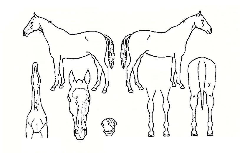 ¾È¼ºÈ£ÀÚ¸¶ÀÇ Ãø¸é,¿ì¸é,µÞ¸é,µÎ»ó,´Ù¸®ÀÇ Æ¯Â¡µµÇØ