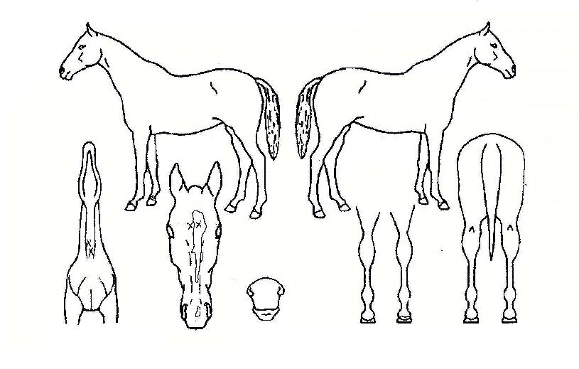 Àα׶õŸ¿îÀÇ Ãø¸é,¿ì¸é,µÞ¸é,µÎ»ó,´Ù¸®ÀÇ Æ¯Â¡µµÇØ