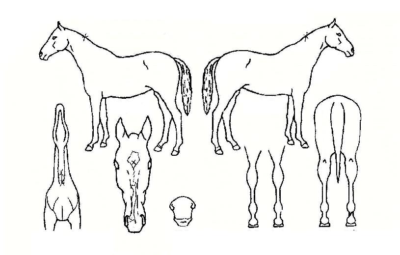 ���ִ뱺�� ����,���,�޸�,�λ�,�ٸ��� Ư¡����