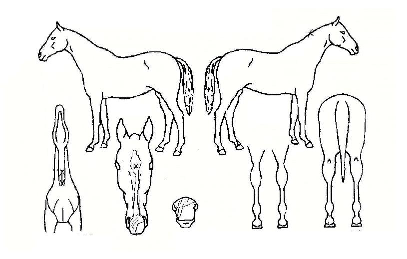 Á¡ÇÁÁ¡ÇÁÀÇ Ãø¸é,¿ì¸é,µÞ¸é,µÎ»ó,´Ù¸®ÀÇ Æ¯Â¡µµÇØ