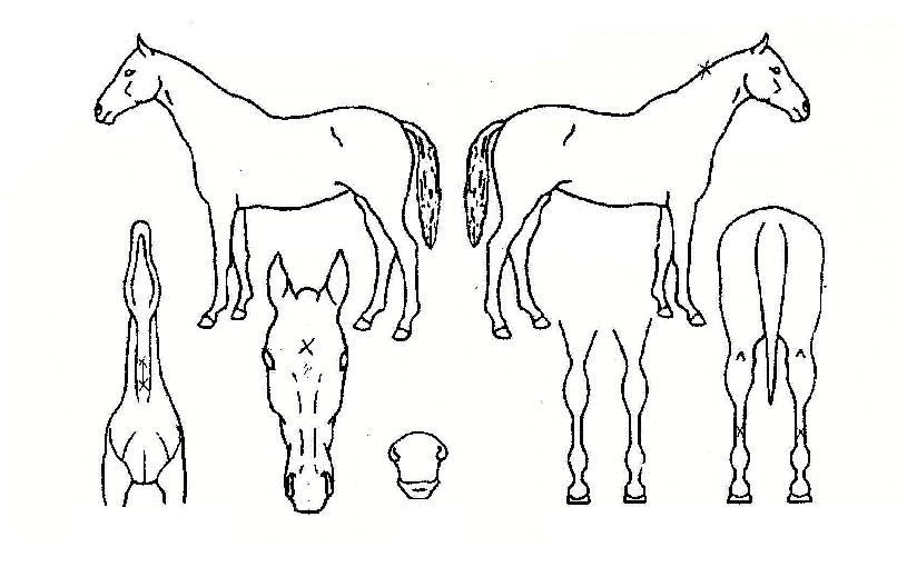 ¸¶À̵ð¾îÀÇ Ãø¸é,¿ì¸é,µÞ¸é,µÎ»ó,´Ù¸®ÀÇ Æ¯Â¡µµÇØ